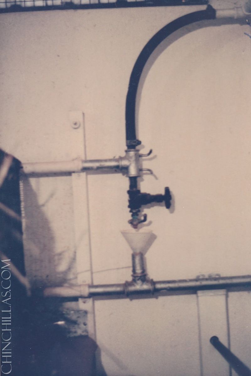 gillingham violet chinchilla birthplace salisbury rhodesia zimbabwe